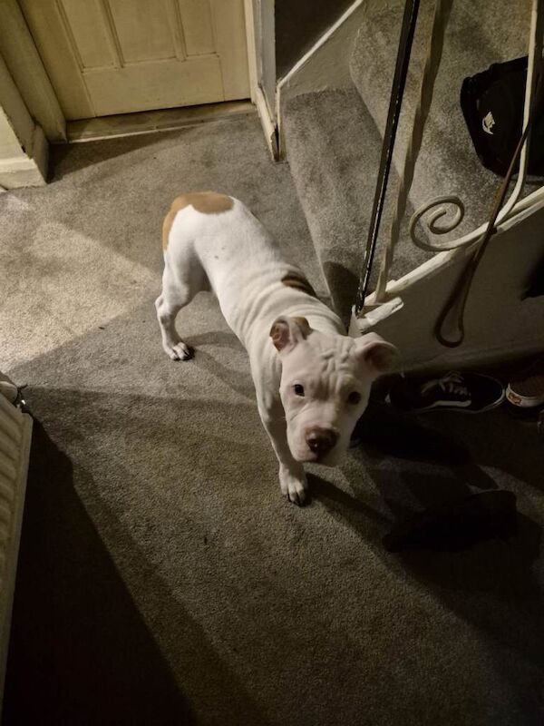 13weeks old american bull dog - Image 6 of 6