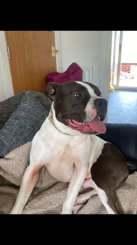 14 month male for sale in Barton-under-Needwood, Staffordshire