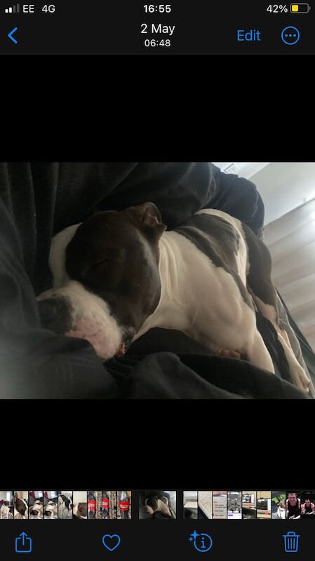 14 month male for sale in Barton-under-Needwood, Staffordshire | Image 2