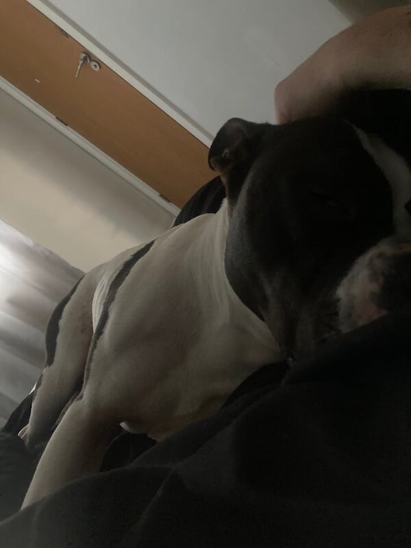 14 month male for sale in Barton-under-Needwood, Staffordshire | Image 3