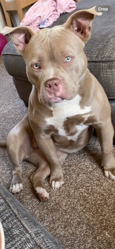 Kennel Club Registered American Bulldog Puppies For Sale