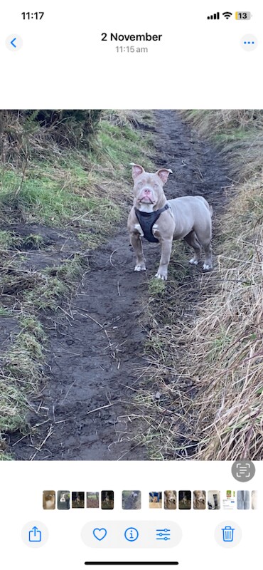 American Bulldog puppies for sale in Hexham, Northumberland – KC registered, 1 year old - Image 2 of 4