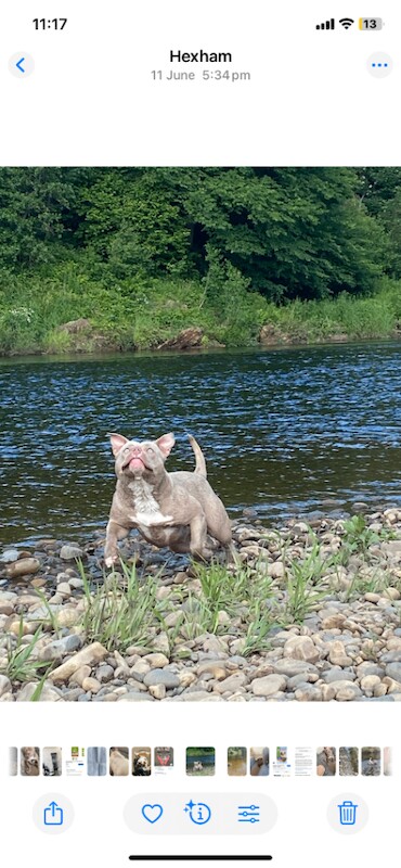 American Bulldog puppies for sale in Hexham, Northumberland – KC registered, 1 year old - Image 3 of 4