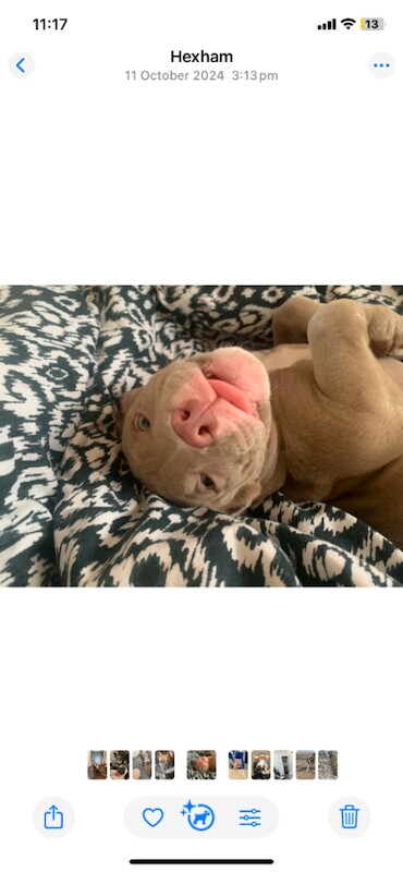 American Bulldog puppies for sale in Hexham, Northumberland – KC registered, 1 year old - Image 4 of 4