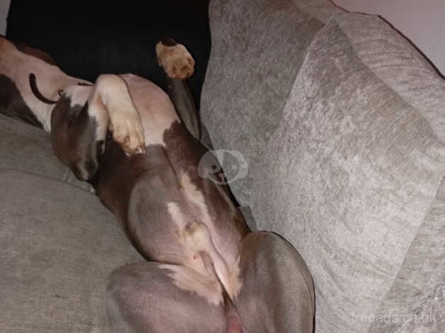 American Bulldog puppies for sale in Lancaster, Lancashire – 2 years old - Image 3 of 5