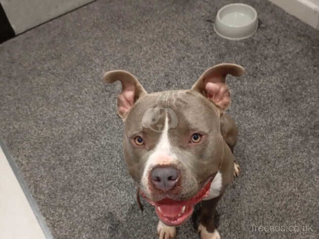 American Bulldog puppies for sale in Lancaster, Lancashire – 2 years old - Image 4 of 5