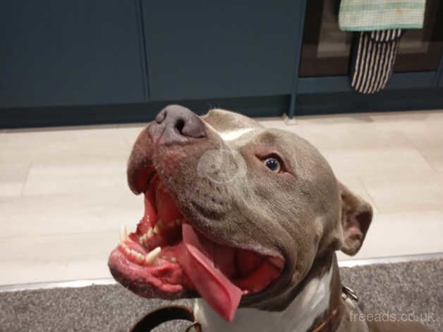 American Bulldog puppies for sale in Lancaster, Lancashire – 2 years old - Image 5 of 5