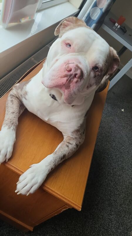 19 month old American bulldog