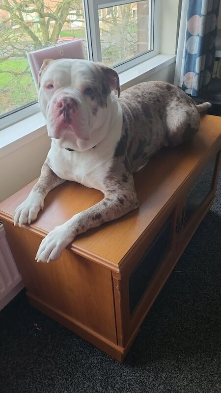 19 month old American bulldog - Image 2 of 6