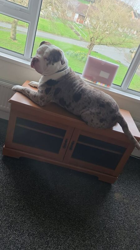 19 month old American bulldog - Image 3 of 6