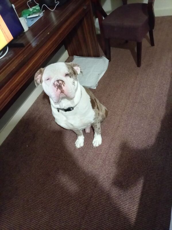 19 month old American bulldog - Image 4 of 6