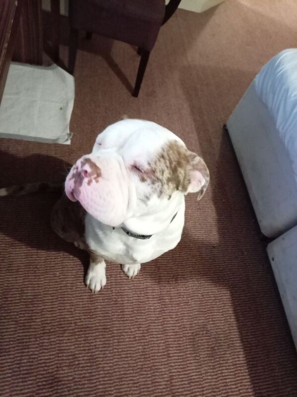 19 month old American bulldog - Image 5 of 6