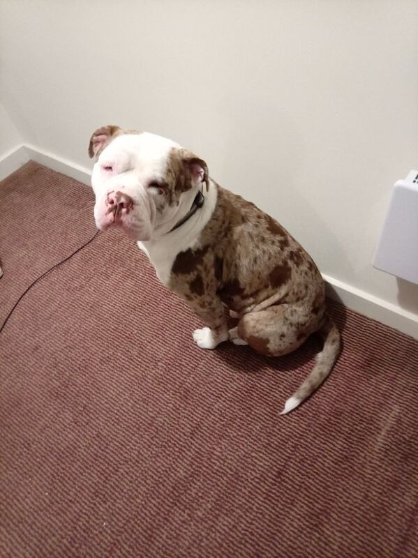 19 month old American bulldog - Image 6 of 6