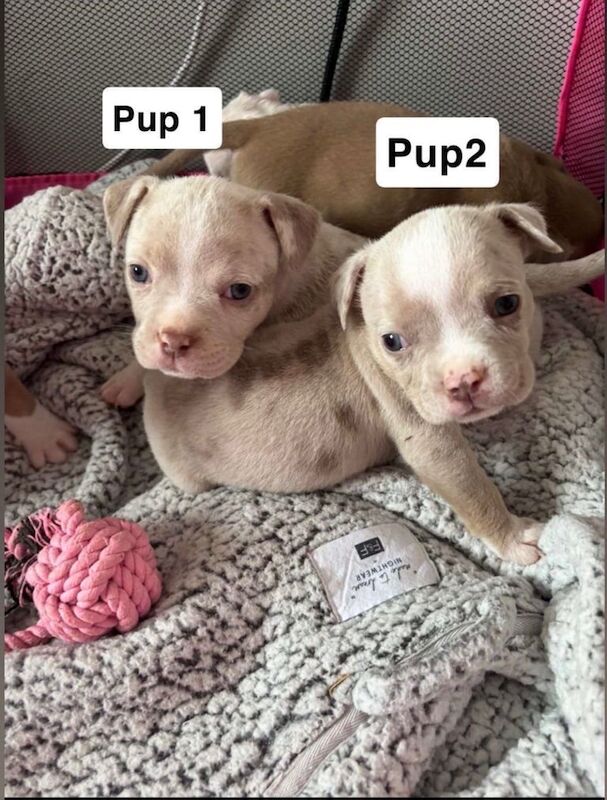 American Bulldog puppies for sale in Leicester, Leicestershire – 7 weeks old