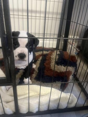 2 girls ready to leave asap american bulldog for sale in Leeds, West Yorkshire - Image 2