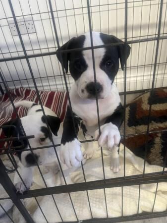 2 girls ready to leave asap american bulldog for sale in Leeds, West Yorkshire - Image 3