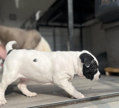2 girls ready to leave asap american bulldog for sale in Leeds, West Yorkshire - Image 4