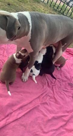 2 girls ready to leave asap american bulldog for sale in Leeds, West Yorkshire - Image 5