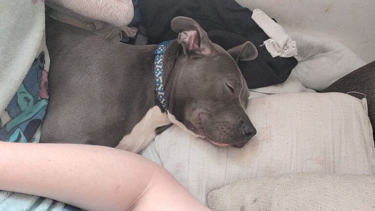 American Bulldog puppies for sale in Dagenham, Greater London – 1 year old - Image 2 of 2