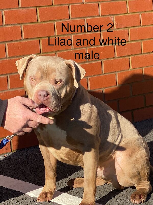 2 year old American Bully is looking for a new home for sale in Preston, Lancashire | Image 1