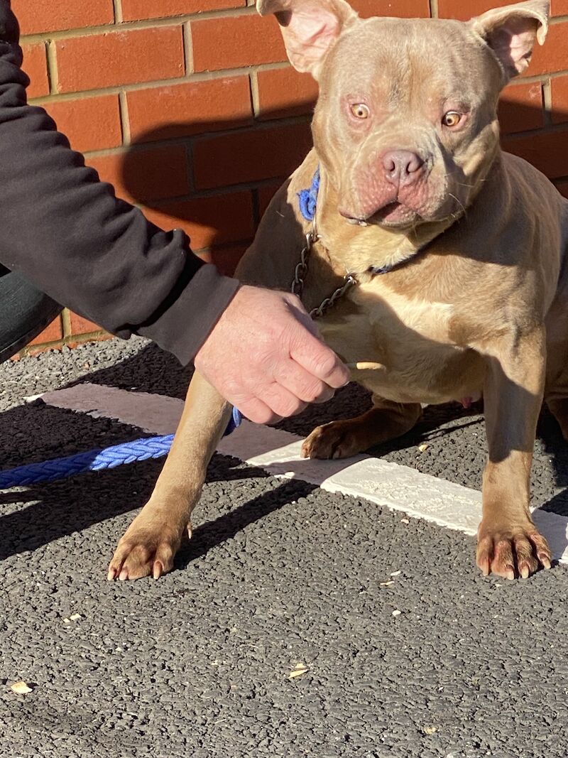 2 year old American Bully is looking for a new home for sale in Preston, Lancashire - Image 2