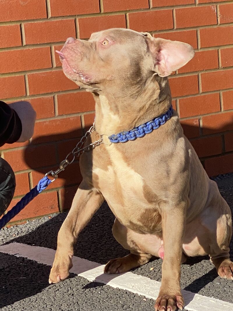 2 year old American Bully is looking for a new home for sale in Preston, Lancashire | Image 3