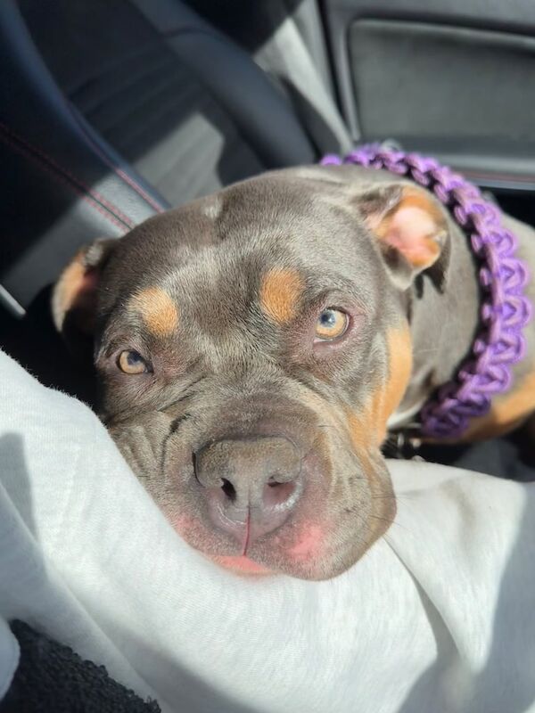 American Bully Puppies For Sale