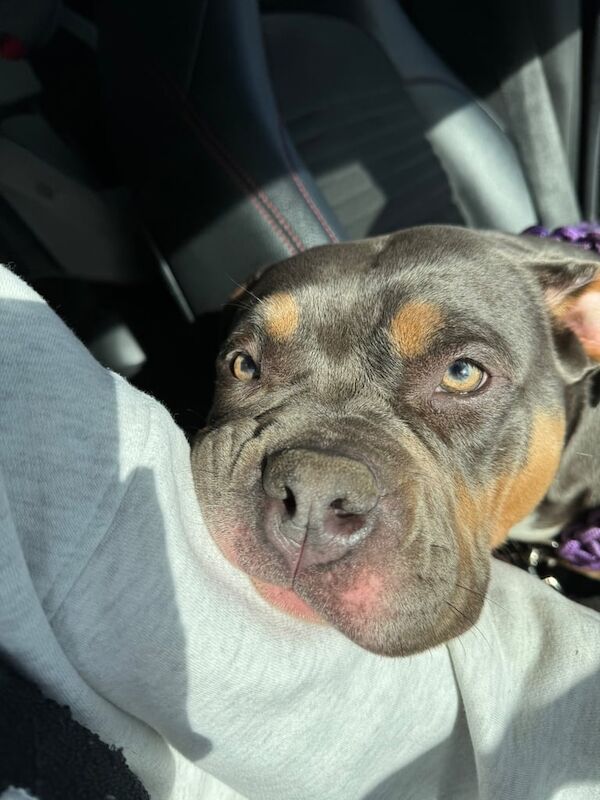 2 year old pocket bully - Image 2 of 3