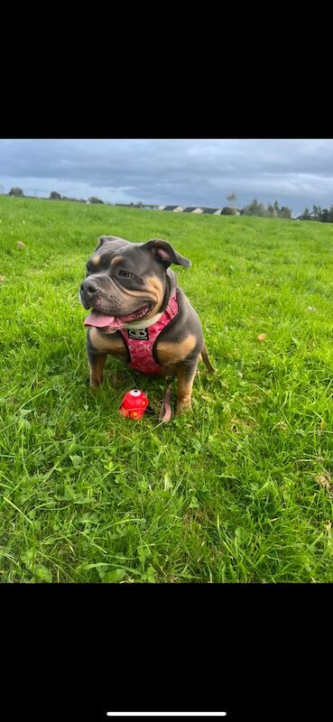 2 year old pocket bully - Image 3 of 3