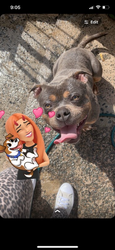 2year old pocket bully