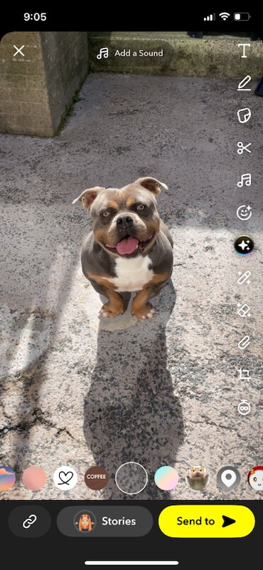 2year old pocket bully - Image 2 of 4