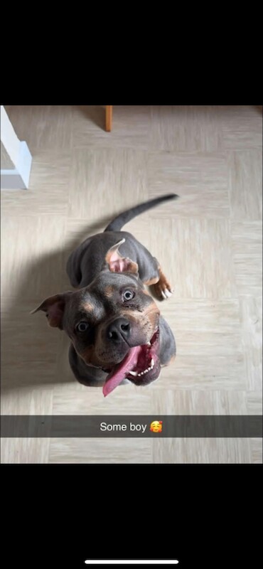 2year old pocket bully - Image 3 of 4
