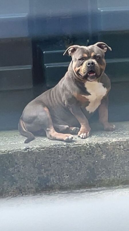 2year old pocket bully - Image 4 of 4