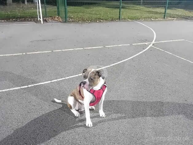 American Bulldog puppies for sale in Doncaster, South Yorkshire – 3 years old - Image 2 of 3