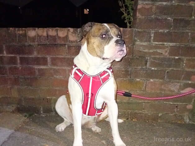 American Bulldog puppies for sale in Doncaster, South Yorkshire – 3 years old - Image 3 of 3