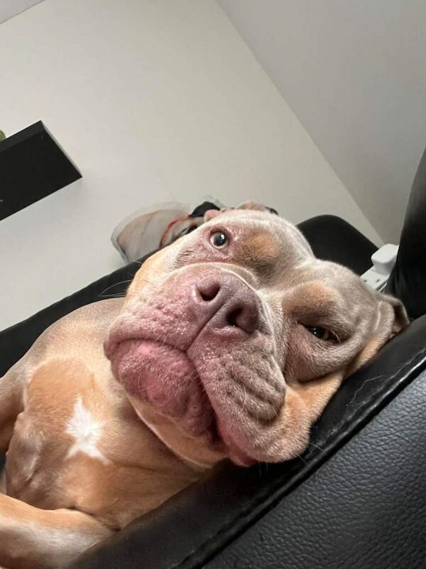 American Bulldog puppies for sale in Paisley, Renfrewshire – 2 years old