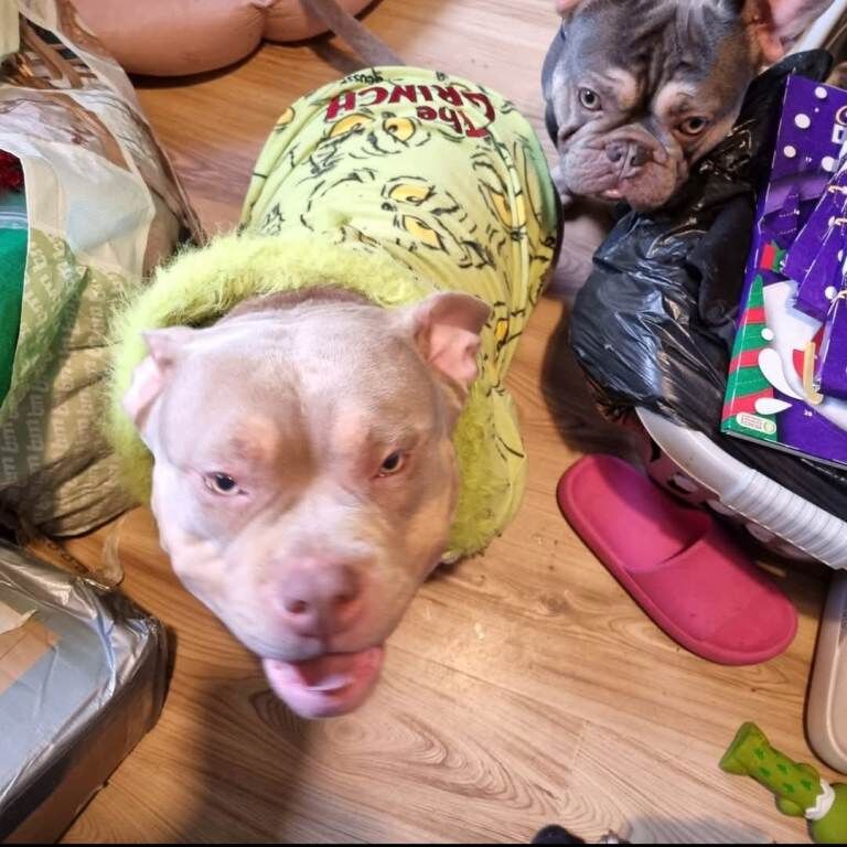 2yr old pocket bully - Image 2 of 4