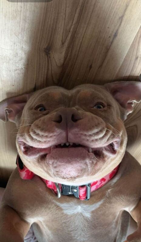 2yr old pocket bully - Image 3 of 4