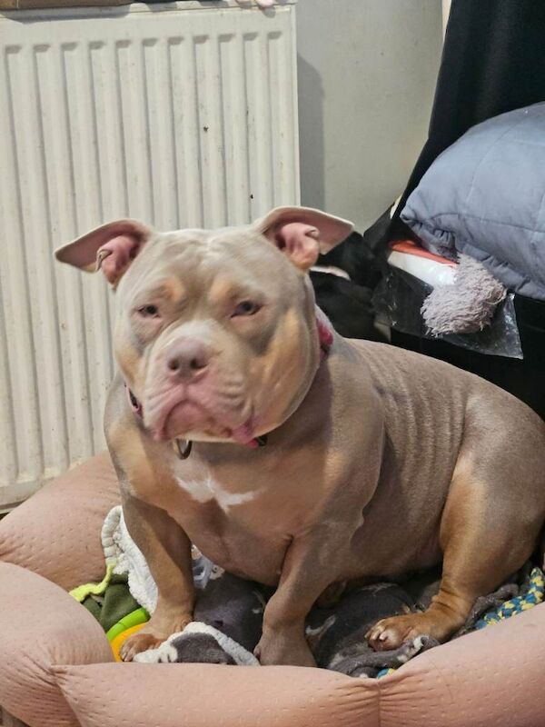 2yr old pocket bully - Image 4 of 4