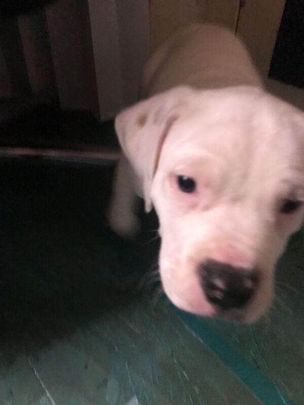 American Bulldog Puppies For Sale Under £1,000