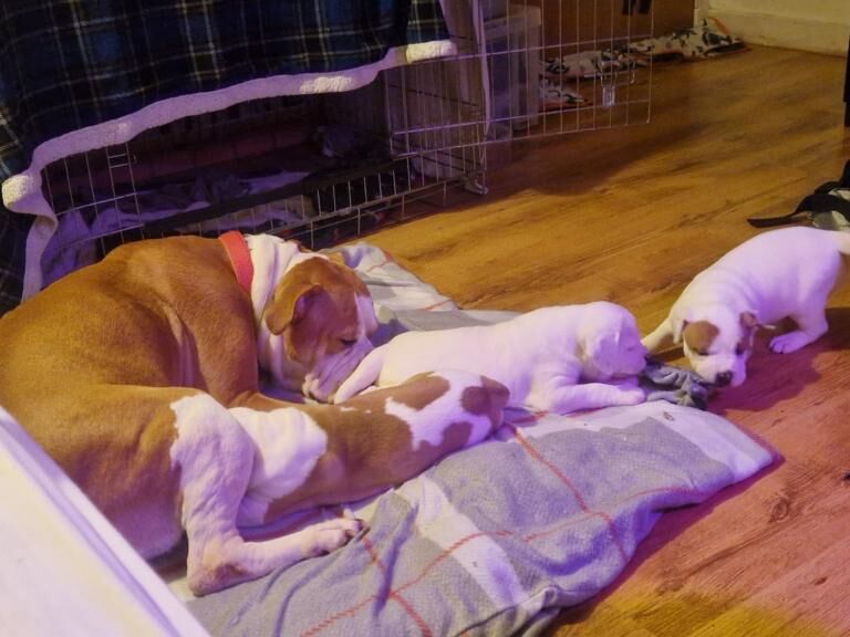 American Bulldog puppies for sale in Pilrig, Edinburgh – 10 weeks old - Image 3 of 6