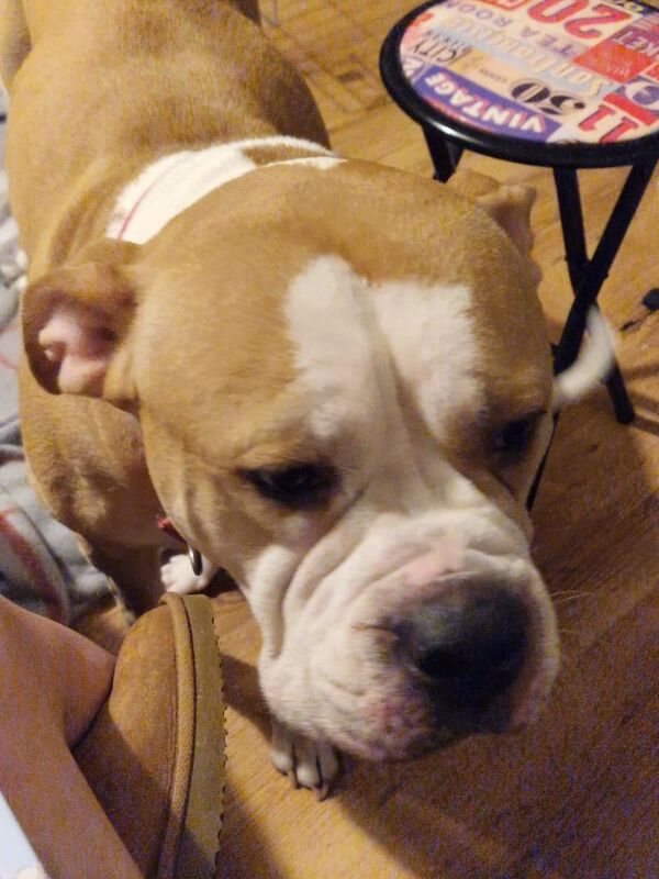 American Bulldog puppies for sale in Pilrig, Edinburgh – 10 weeks old - Image 4 of 6