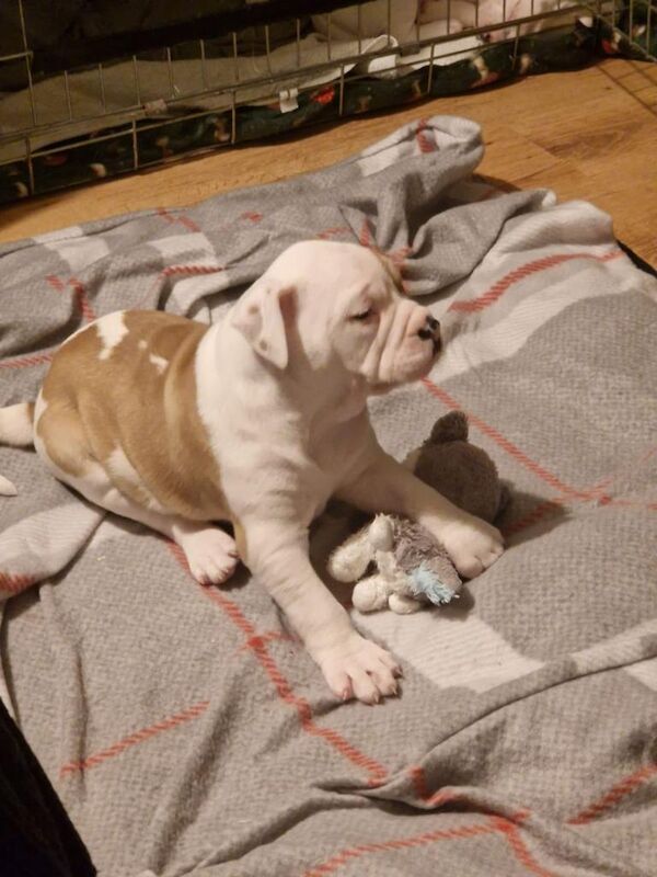 American Bulldog puppies for sale in Pilrig, Edinburgh – 10 weeks old - Image 5 of 6