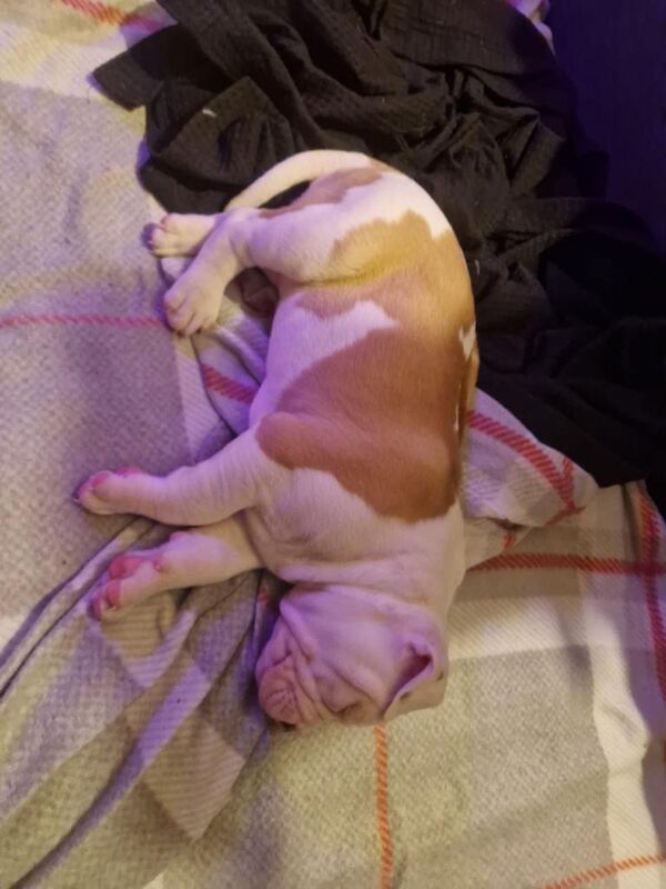 American Bulldog puppies for sale in Pilrig, Edinburgh – 10 weeks old - Image 6 of 6