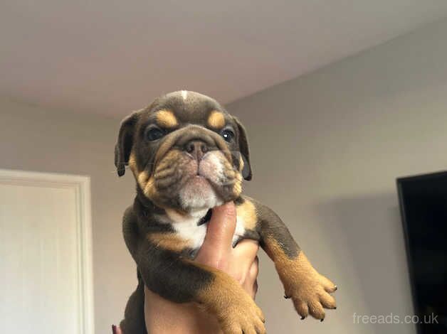 American Bulldog puppies for sale in Bristol, Bristol – 9 months old - Image 1 of 5