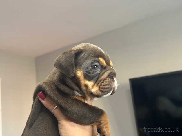 American Bulldog puppies for sale in Bristol, Bristol – 9 months old - Image 2 of 5