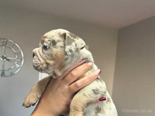 American Bulldog puppies for sale in Bristol, Bristol – 9 months old - Image 4 of 5