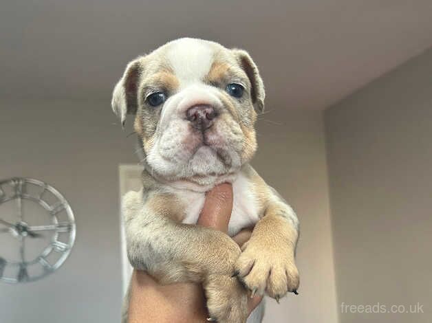American Bulldog puppies for sale in Bristol, Bristol – 9 months old - Image 5 of 5