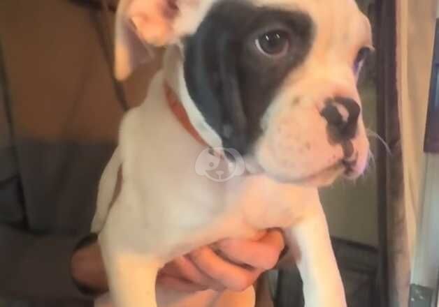 American Bulldog puppies for sale in Bexley, Greater London – 1 year old - Image 2 of 5