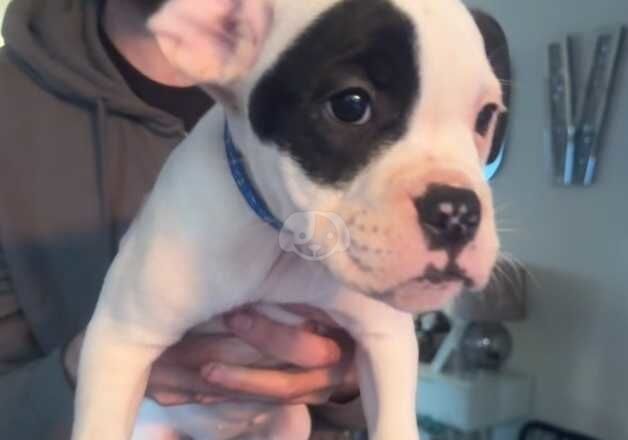 American Bulldog puppies for sale in Bexley, Greater London – 1 year old - Image 3 of 5